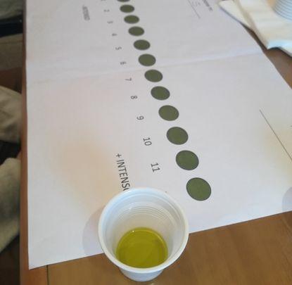 olio tasting, extra vergine di oliva, valutazione